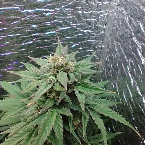 Auto Critical XXL growlog timeline photo