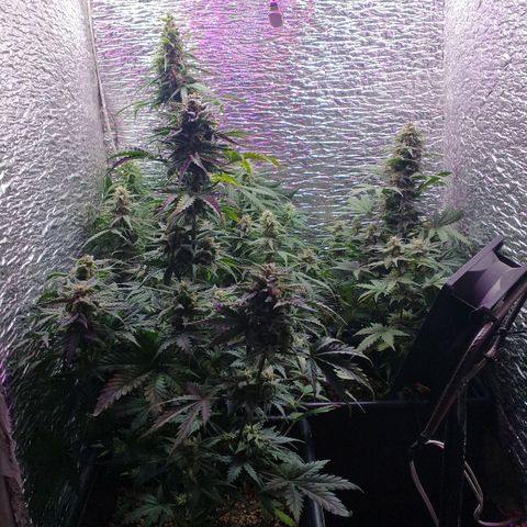 Auto Critical XXL growlog timeline photo