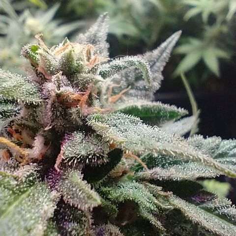 Auto Critical XXL growlog timeline photo