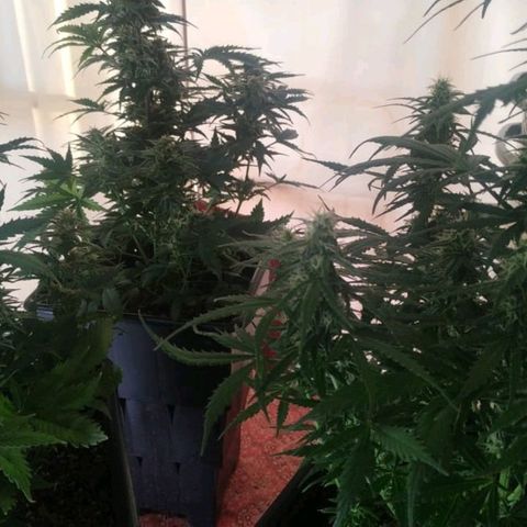 Auto Critical XXL growlog timeline photo
