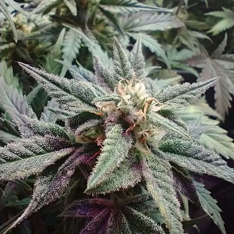 Auto Critical XXL growlog timeline photo
