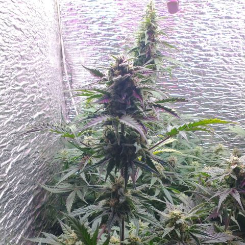 Auto Critical XXL growlog timeline photo