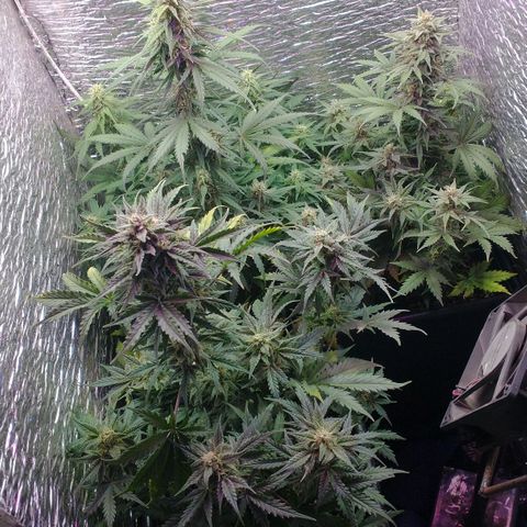 Auto Critical XXL growlog timeline photo