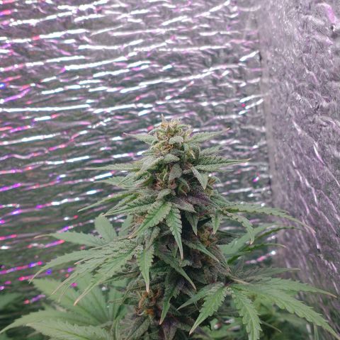 Auto Critical XXL growlog timeline photo