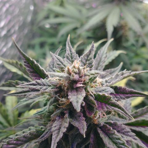 Auto Critical XXL growlog timeline photo