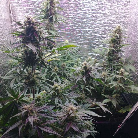 Auto Critical XXL growlog timeline photo