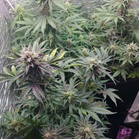 Auto Critical XXL growlog timeline photo