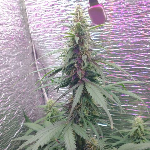 Auto Critical XXL growlog timeline photo