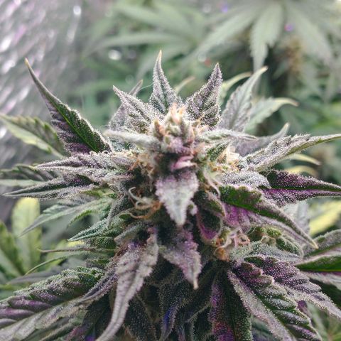 Auto Critical XXL growlog timeline photo