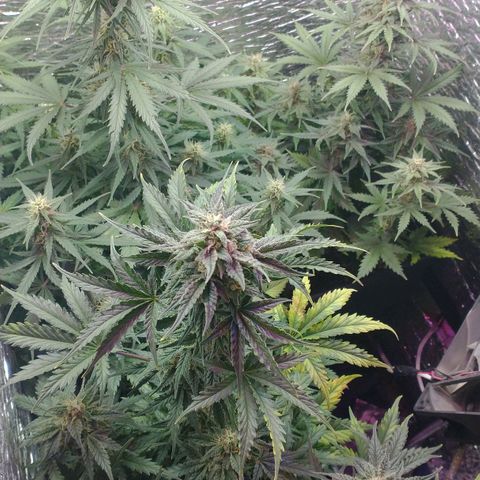 Auto Critical XXL growlog timeline photo