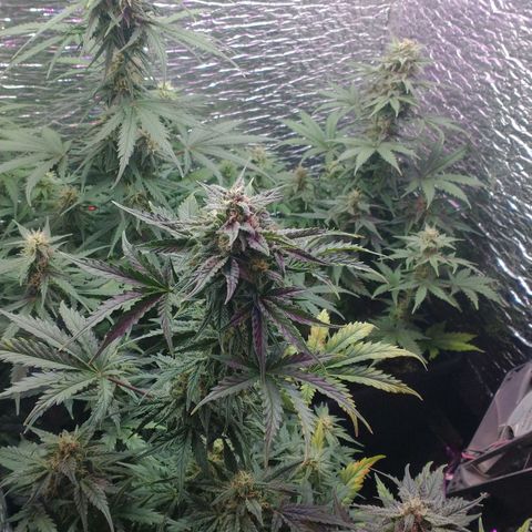 Auto Critical XXL growlog timeline photo