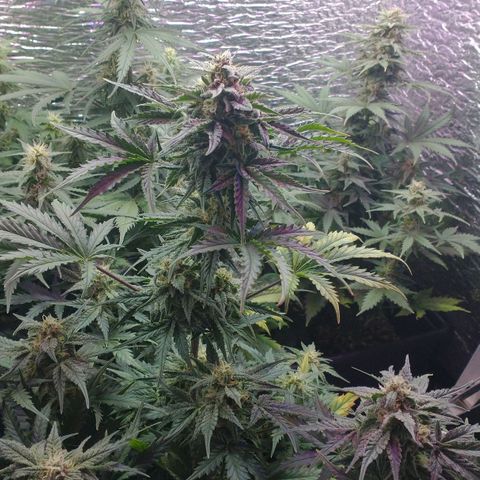 Auto Critical XXL growlog timeline photo