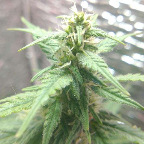 Auto Critical XXL growlog timeline photo