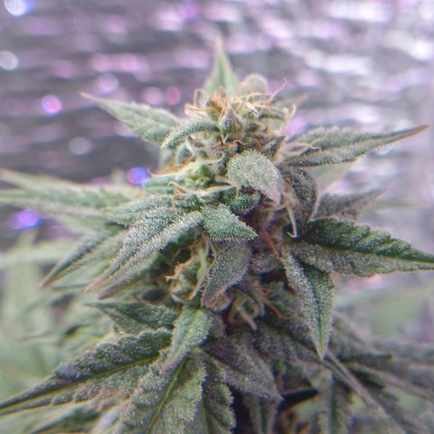 Auto Critical XXL growlog timeline photo