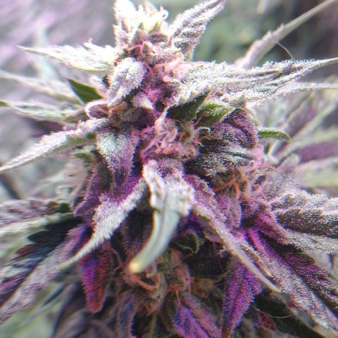 Auto Critical XXL growlog timeline photo