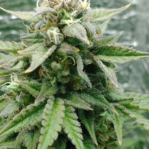 Auto Critical XXL growlog timeline photo