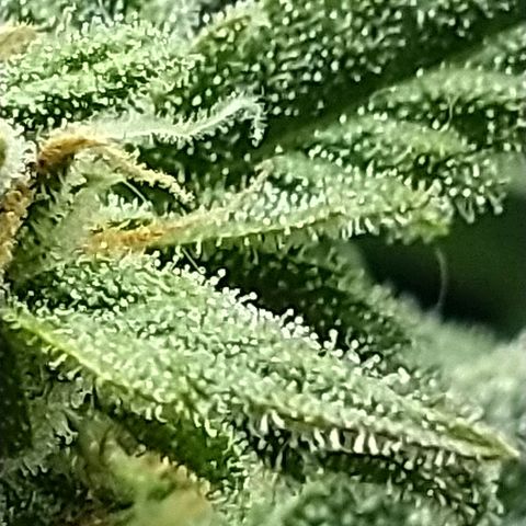 Auto Critical XXL growlog timeline photo