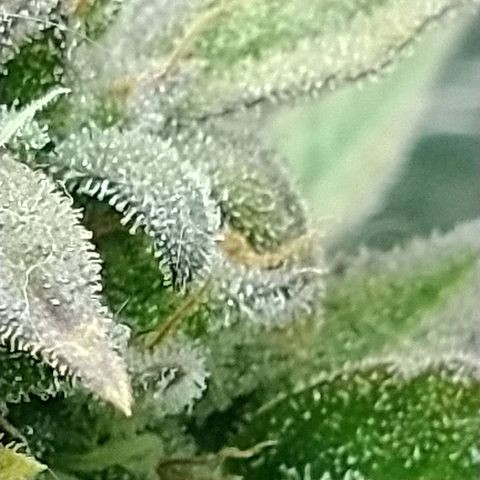 Auto Critical XXL growlog timeline photo