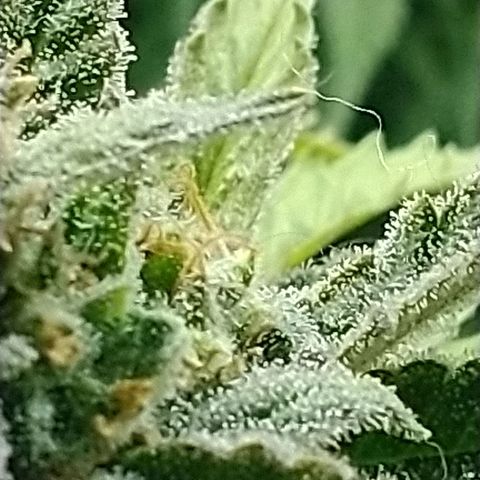Auto Critical XXL growlog timeline photo