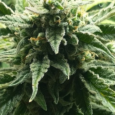 Auto Critical XXL growlog timeline photo