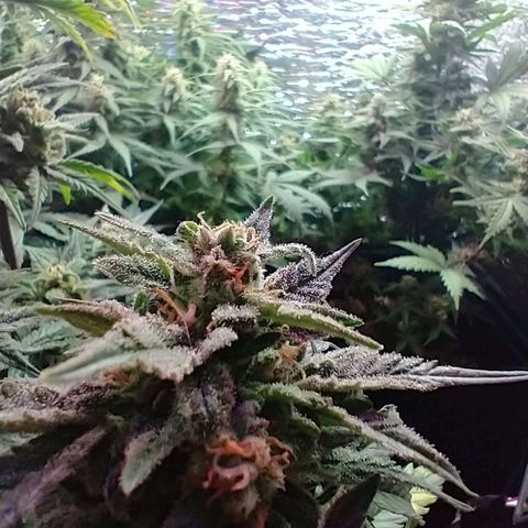 Auto Critical XXL growlog timeline photo