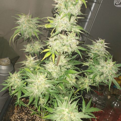 Auto Critical XXL growlog photo: Corte parcial de una de ellas