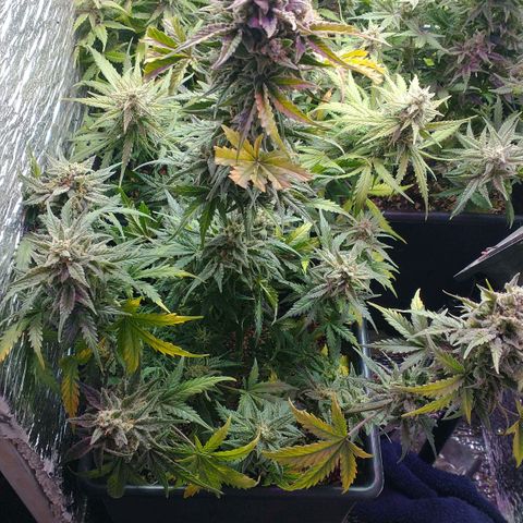 Auto Critical XXL growlog photo: Corte parcial de una de ellas