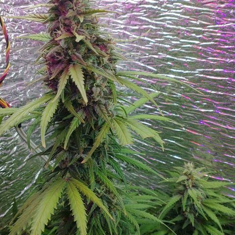 Auto Critical XXL growlog photo: Corte parcial de una de ellas