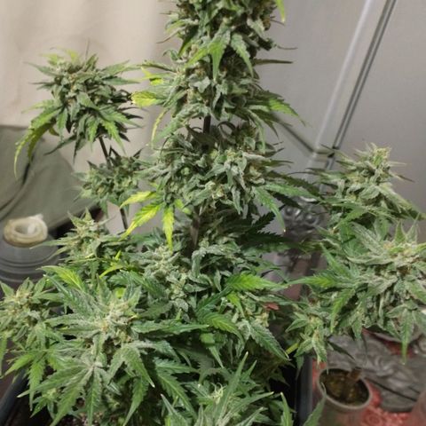 Auto Critical XXL growlog photo: Corte parcial de una de ellas