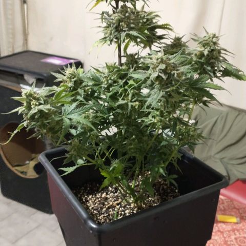 Auto Critical XXL growlog photo: Corte parcial de una de ellas