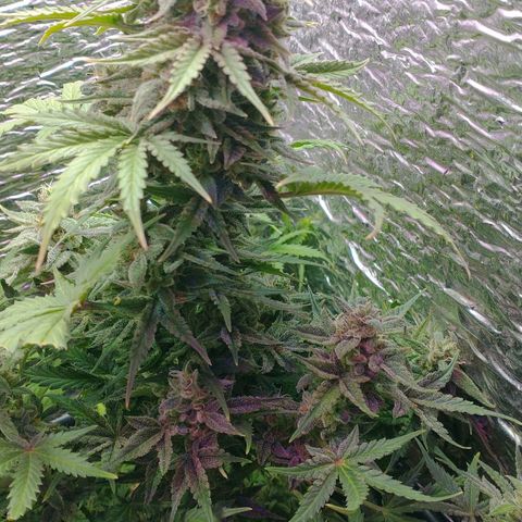 Auto Critical XXL growlog photo: Corte parcial de una de ellas