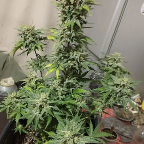 Auto Critical XXL growlog photo: Corte parcial de una de ellas