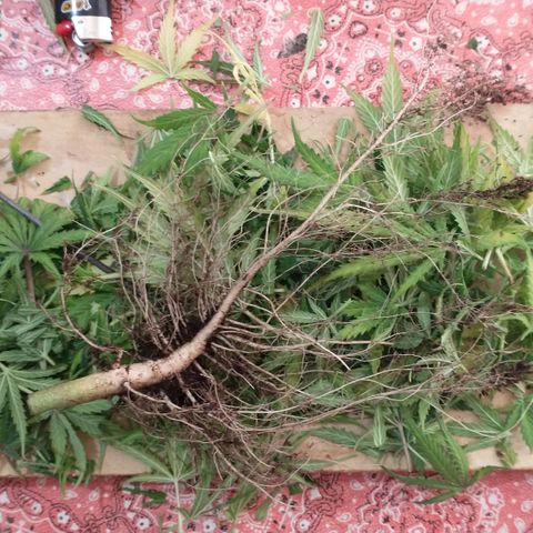 Auto Critical XXL growlog timeline photo