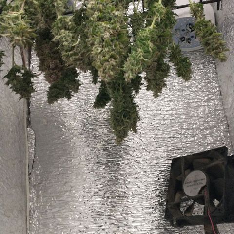Auto Critical XXL growlog timeline photo