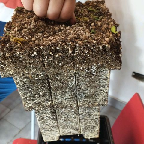 Auto Critical XXL growlog timeline photo