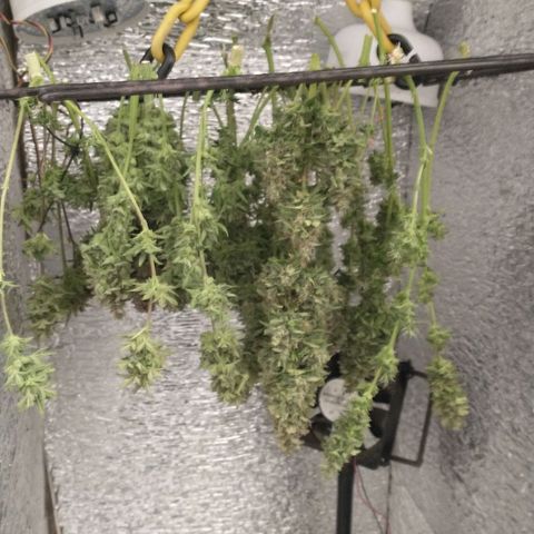 Auto Critical XXL growlog timeline photo