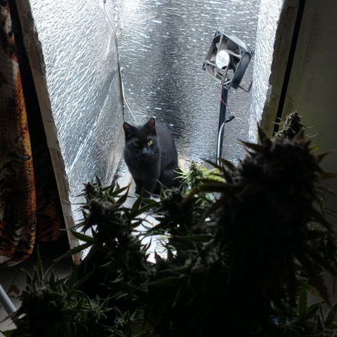 Auto Critical XXL growlog timeline photo