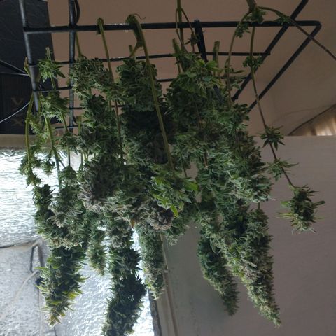 Auto Critical XXL growlog timeline photo