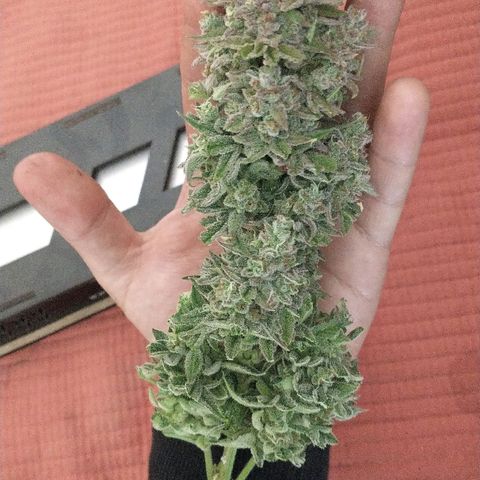 Auto Critical XXL growlog timeline photo
