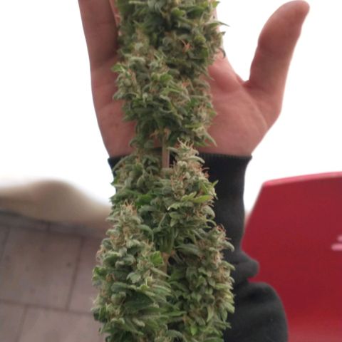 Auto Critical XXL growlog timeline photo