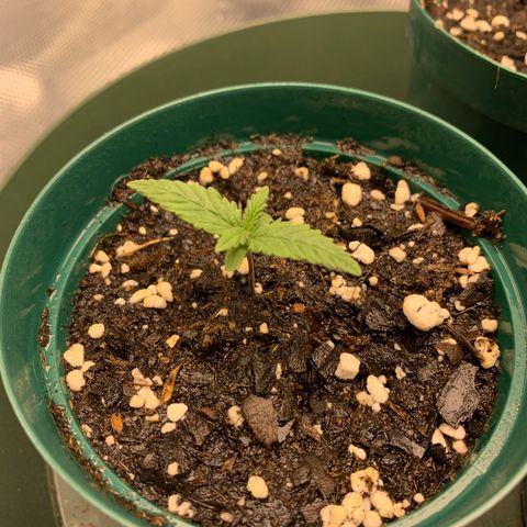 Durbin Poison ILGM #1 growlog timeline photo