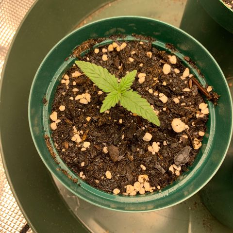 Durbin Poison ILGM #1 growlog timeline photo
