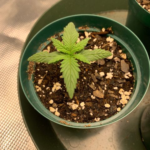 Durbin Poison ILGM #1 growlog timeline photo