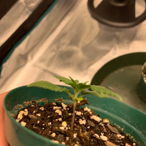 Durbin Poison ILGM #1 growlog timeline photo