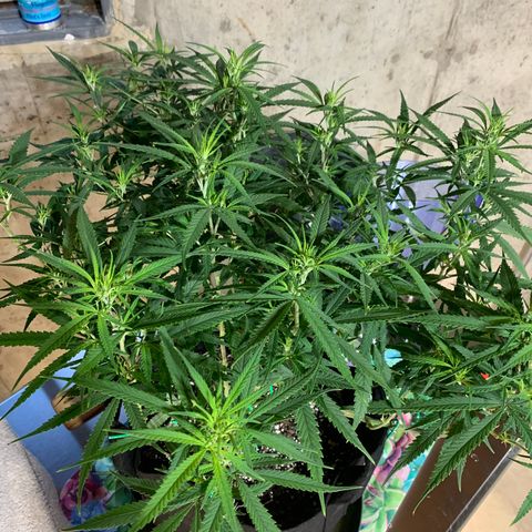 Durbin Poison ILGM #1 growlog timeline photo