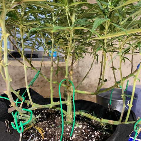 Durbin Poison ILGM #1 growlog timeline photo