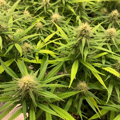 Durbin Poison ILGM #1 growlog timeline photo