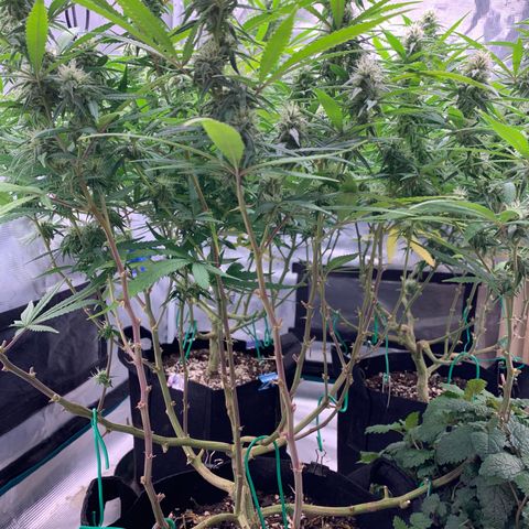 Durbin Poison ILGM #1 growlog timeline photo