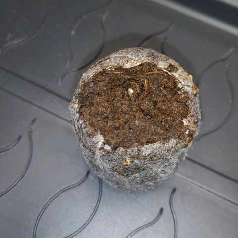 Mario's Runtz growlog timeline photo