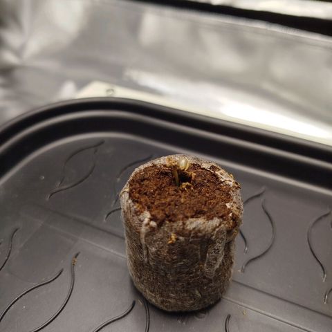 Mario's Runtz growlog timeline photo